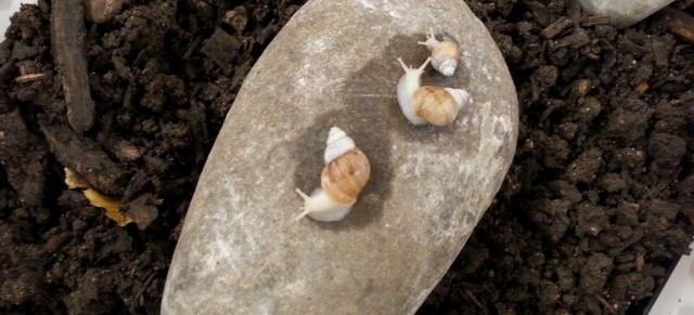 Tierische Mitschüler in Klasse 2c