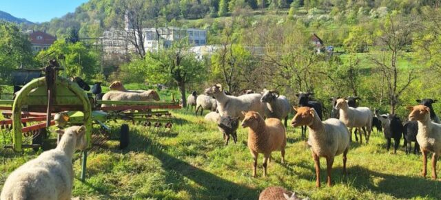 Ausflug zu den Schafen