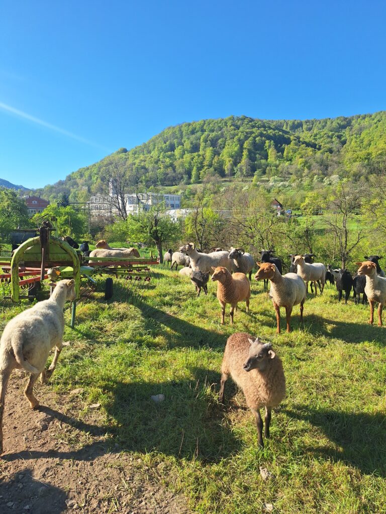 Ausflug zu den Schafen